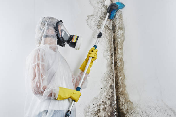 Best Mold Remediation for Specific Building Types in Cheat Lake, WV