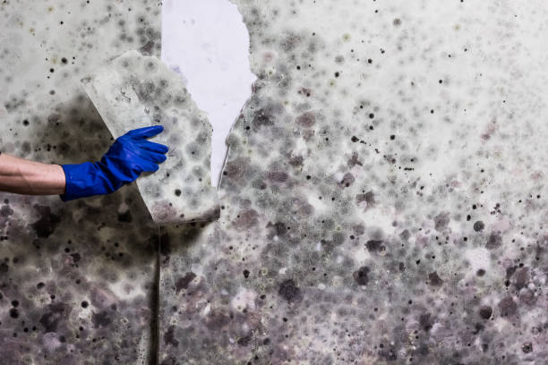 Best Industrial Mold Remediation in Cheat Lake, WV